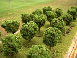 Fruit-bearing trees